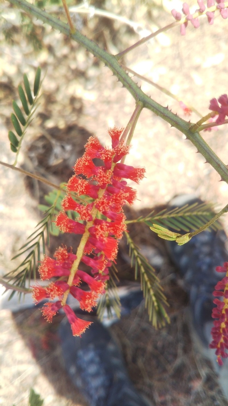 Senegalia pervillei photo 7