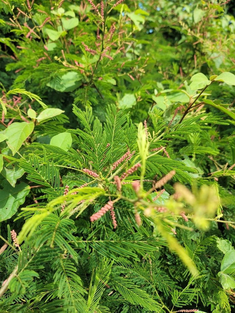 Senegalia pervillei photo 8