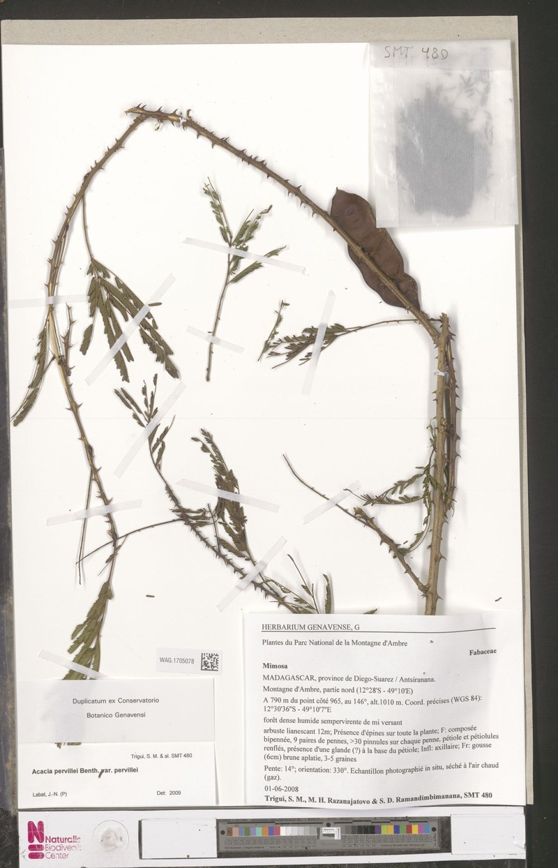 Senegalia pervillei var. pervillei
