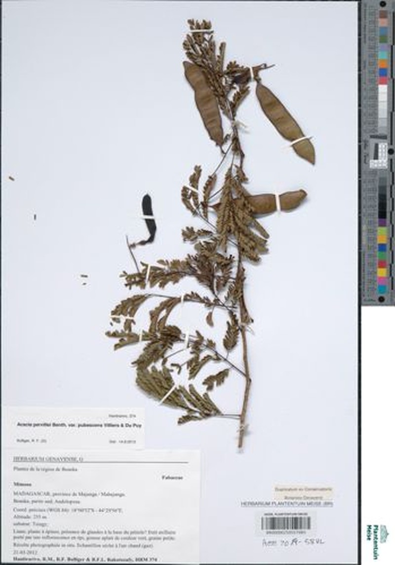 Senegalia pervillei var. pubescens