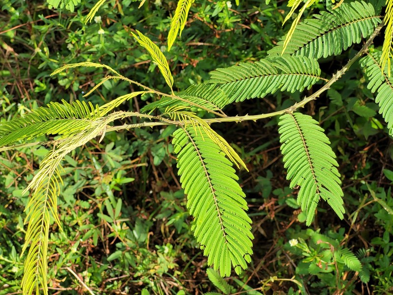 Senegalia phillippei photo 3