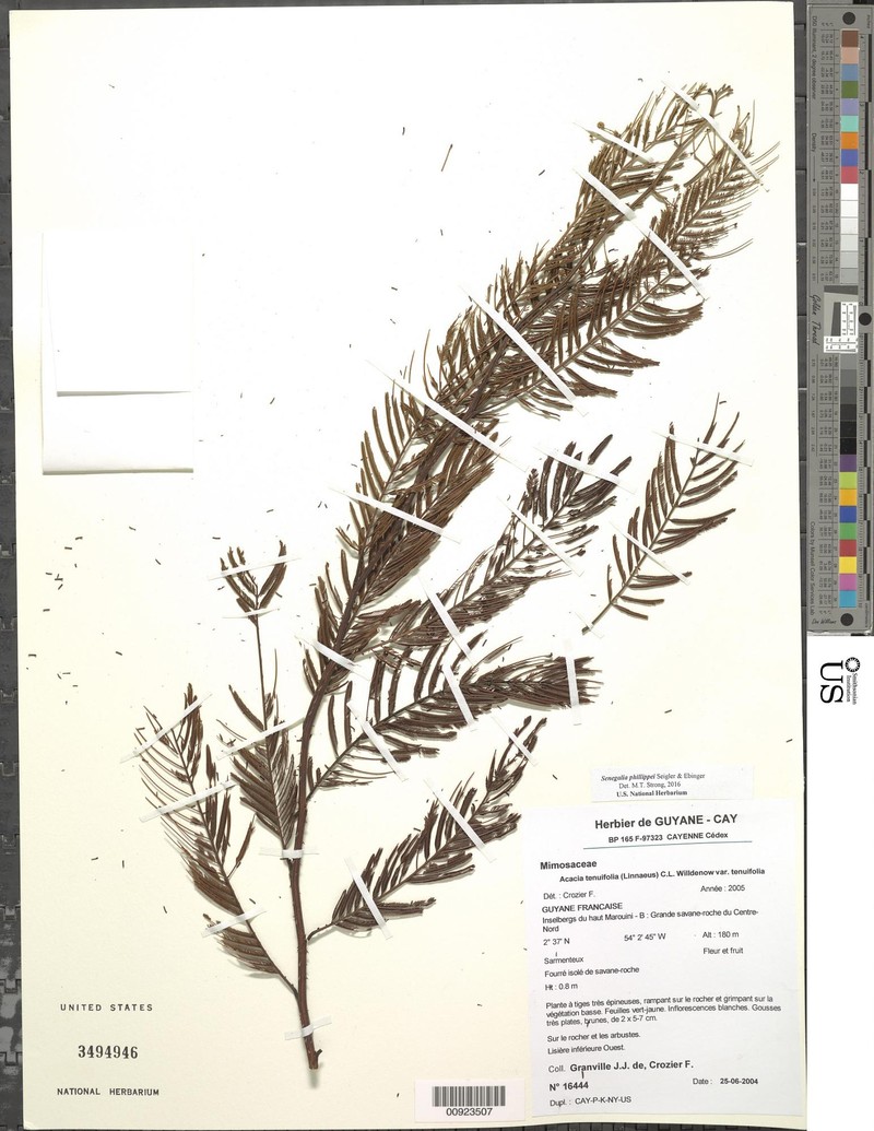 Senegalia phillippei photo 4