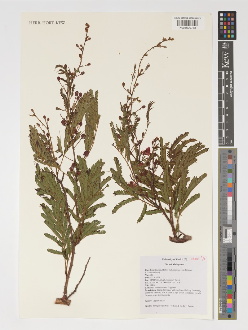 Senegalia polhillii