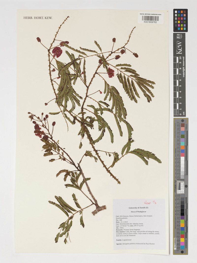 Senegalia polhillii photo 2