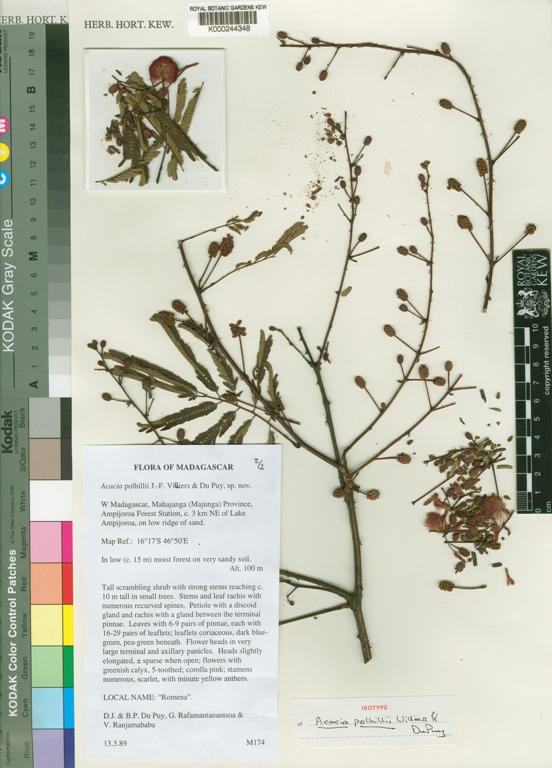 Senegalia polhillii photo 3