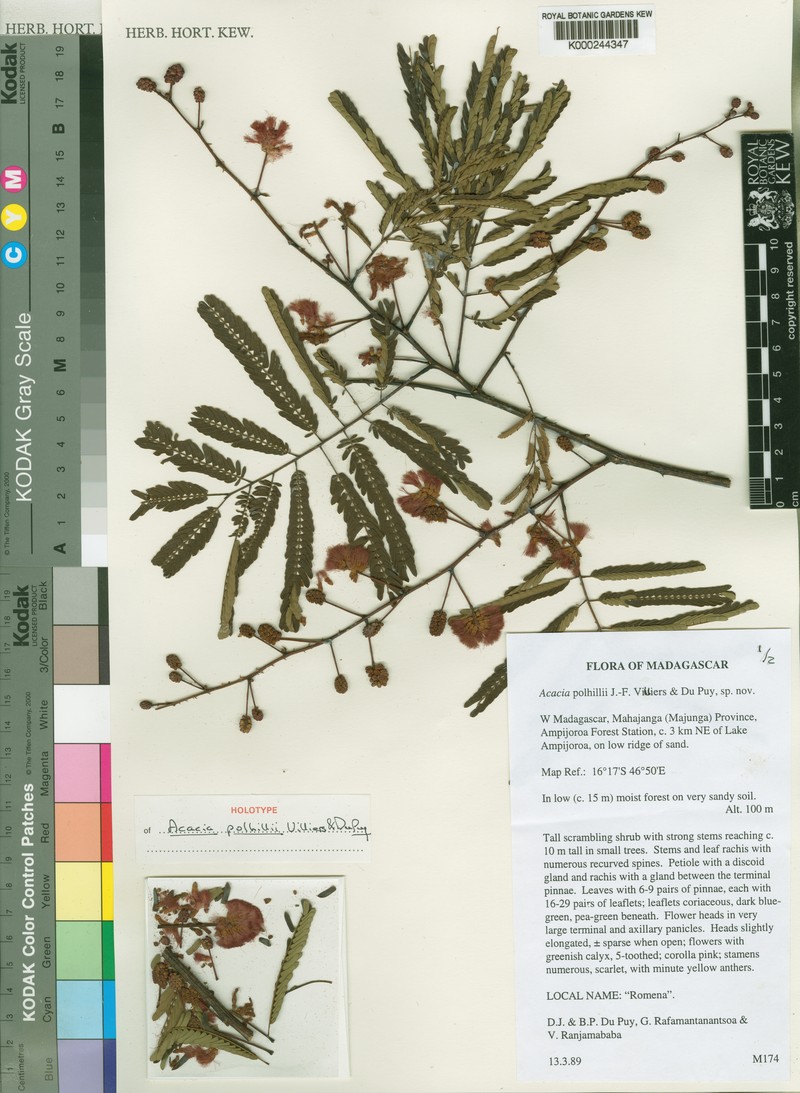 Senegalia polhillii photo 4