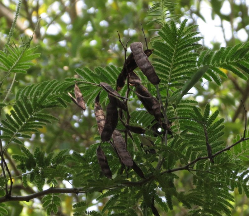 Catechu Tree