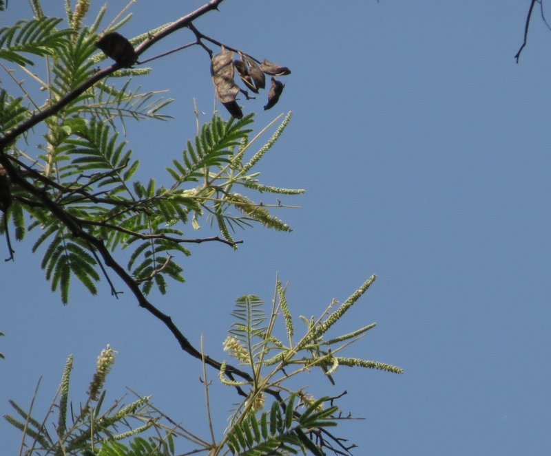 Catechu Tree photo 6