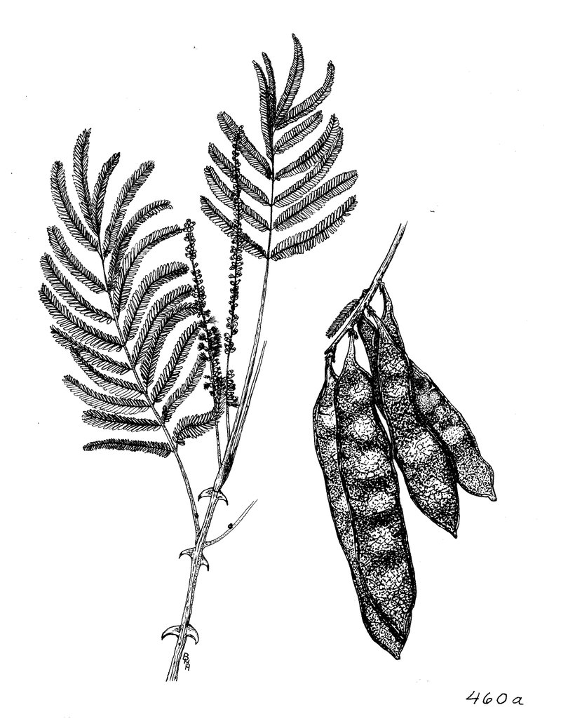 Catechu Tree photo 7
