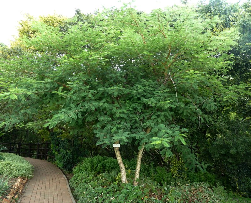 Catechu Tree photo 8