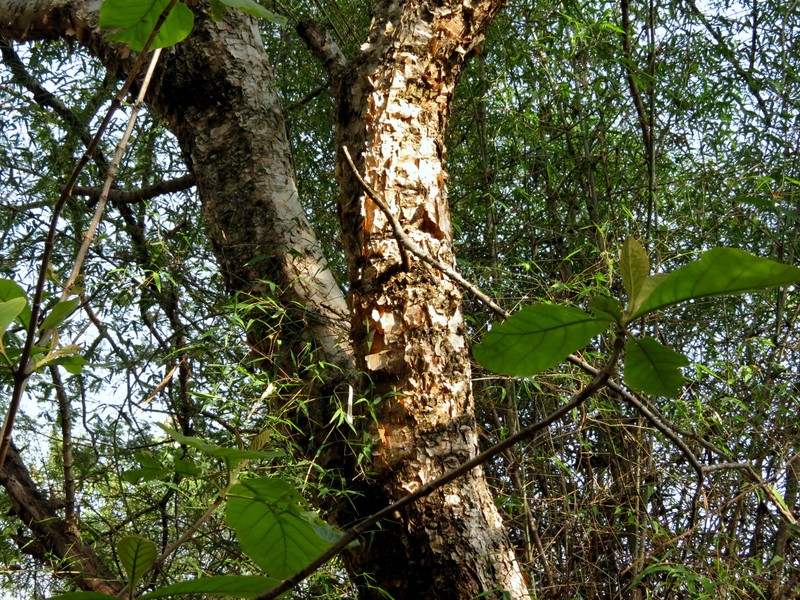 Catechu Tree photo 2