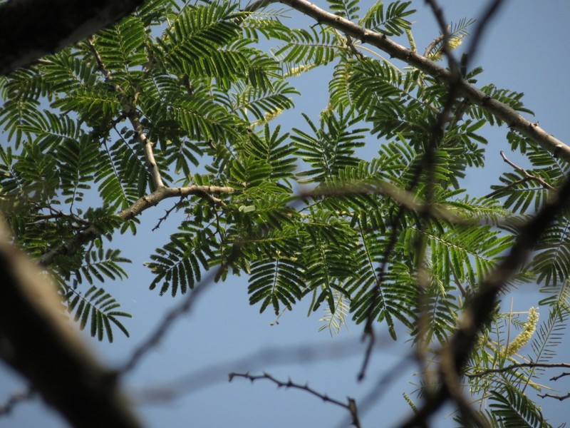 Catechu Tree photo 3