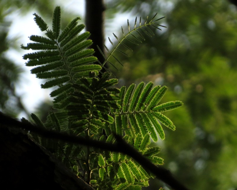 Catechu Tree photo 4