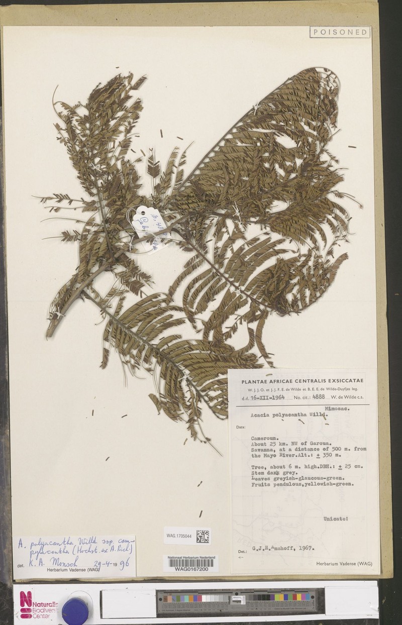 Senegalia polyacantha subsp. polyacantha