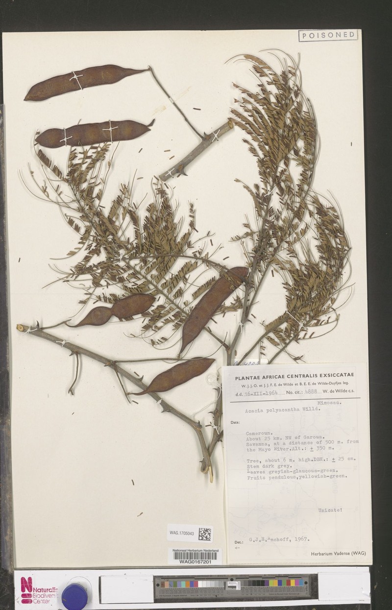 Senegalia polyacantha subsp. polyacantha photo 2