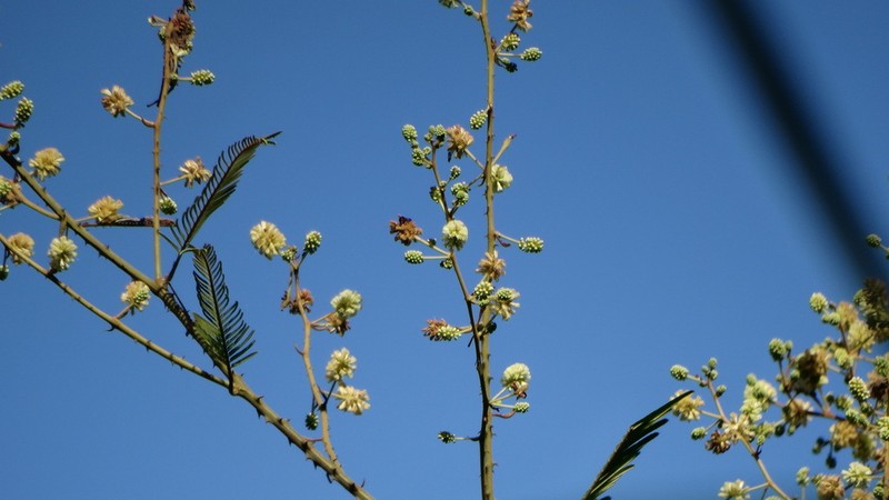 Senegalia producta