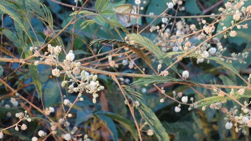 Senegalia producta photo 2