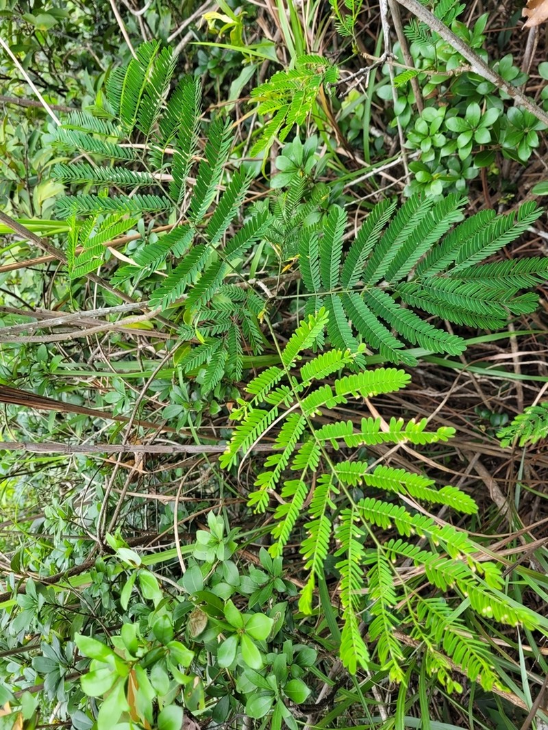 Senegalia prominens