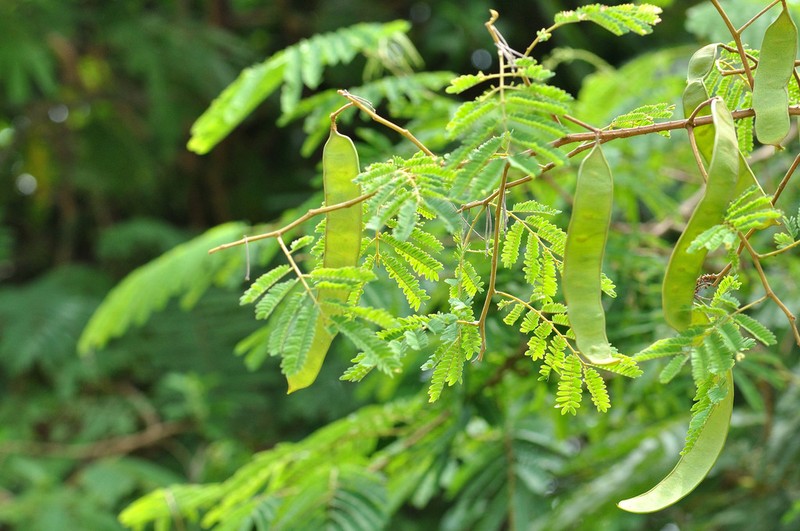 Senegalia prominens photo 2