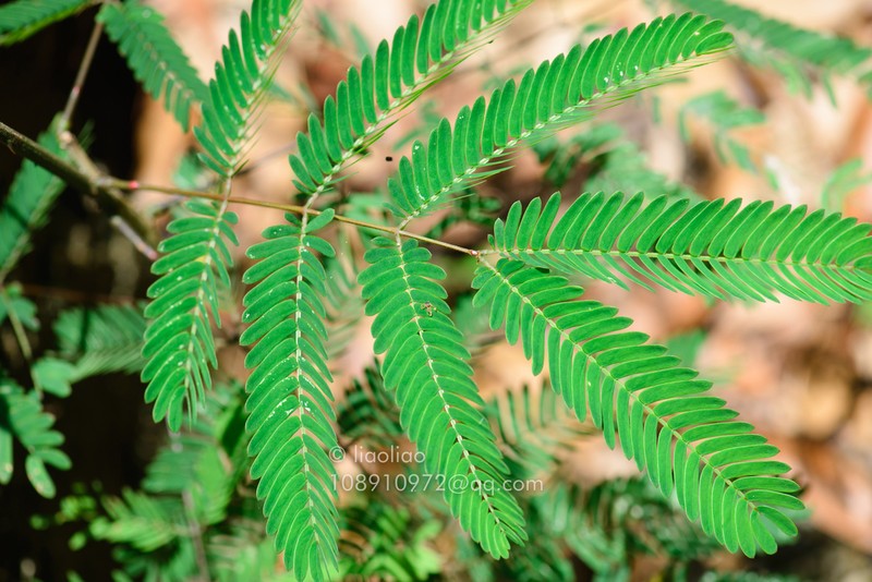 Senegalia prominens photo 3