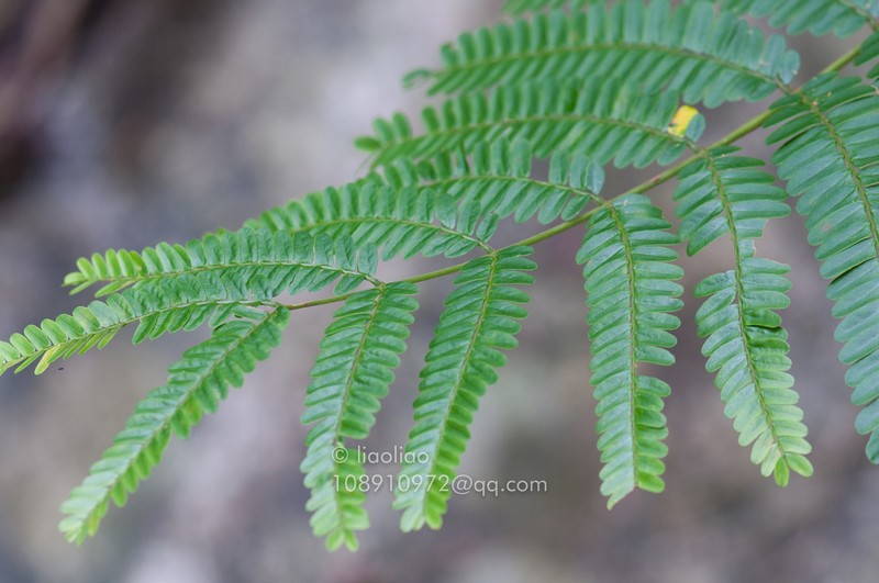 Senegalia prominens photo 4