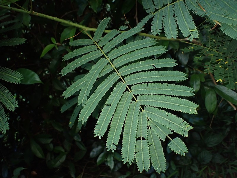 Senegalia prominens photo 5