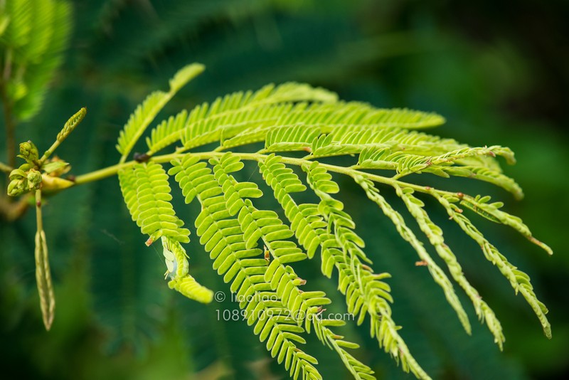 Senegalia prominens photo 6