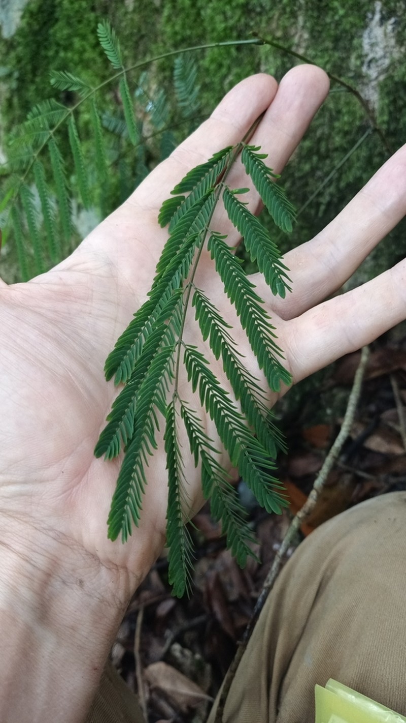 Senegalia prominens photo 7