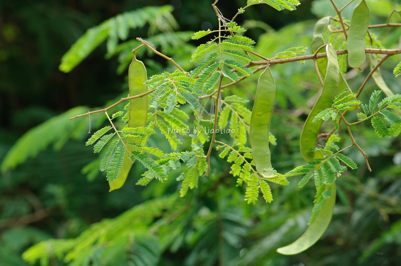 Senegalia prominens photo 8