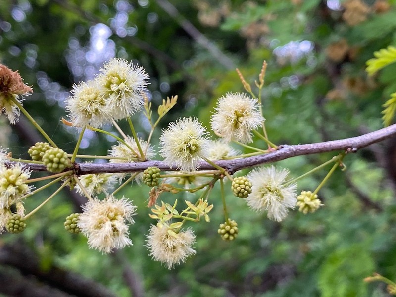 Roundflower Catclaw