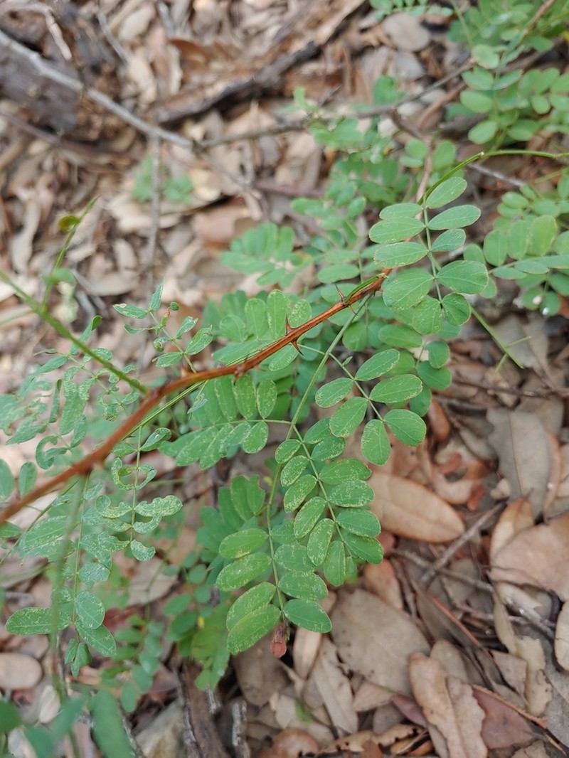 Roundflower Catclaw photo 2