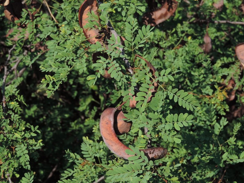 Roundflower Catclaw photo 4
