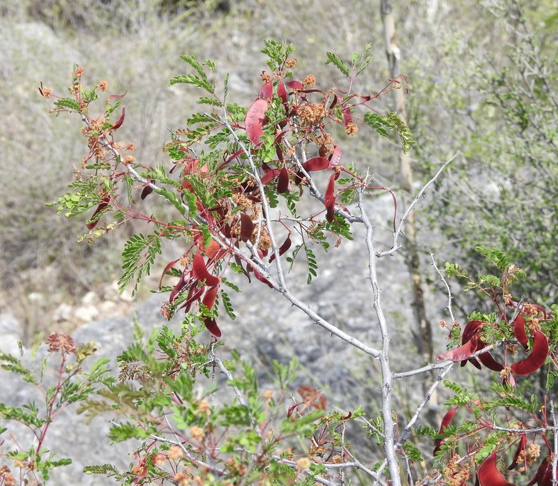 Roundflower Catclaw photo 5