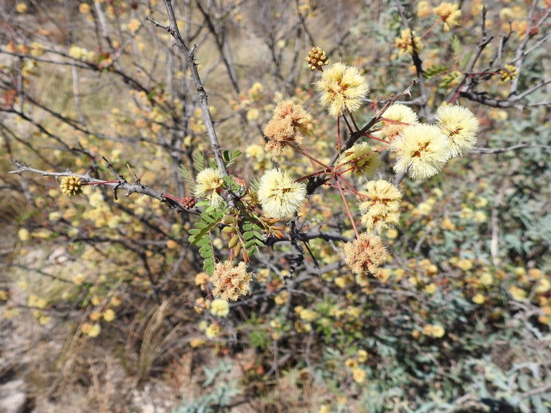 Roundflower Catclaw photo 6