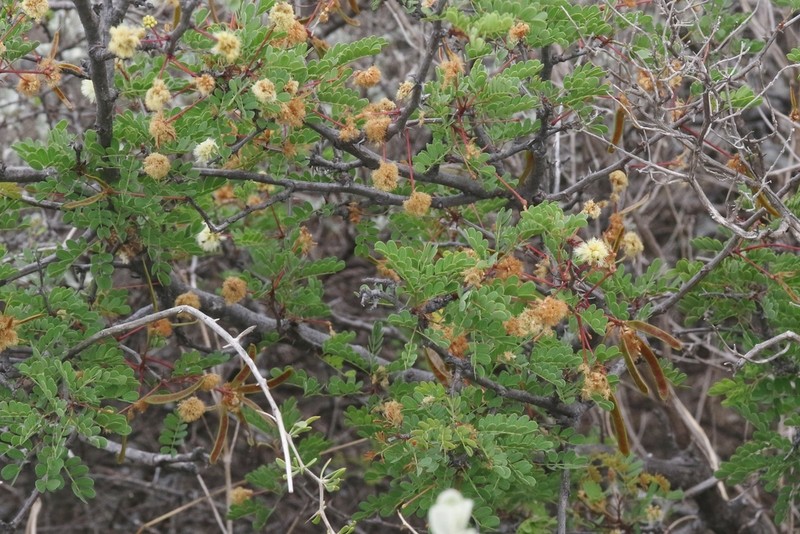 Roundflower Catclaw photo 8