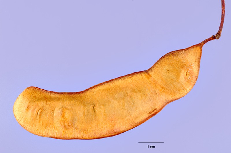 Roundflower Catclaw photo 2