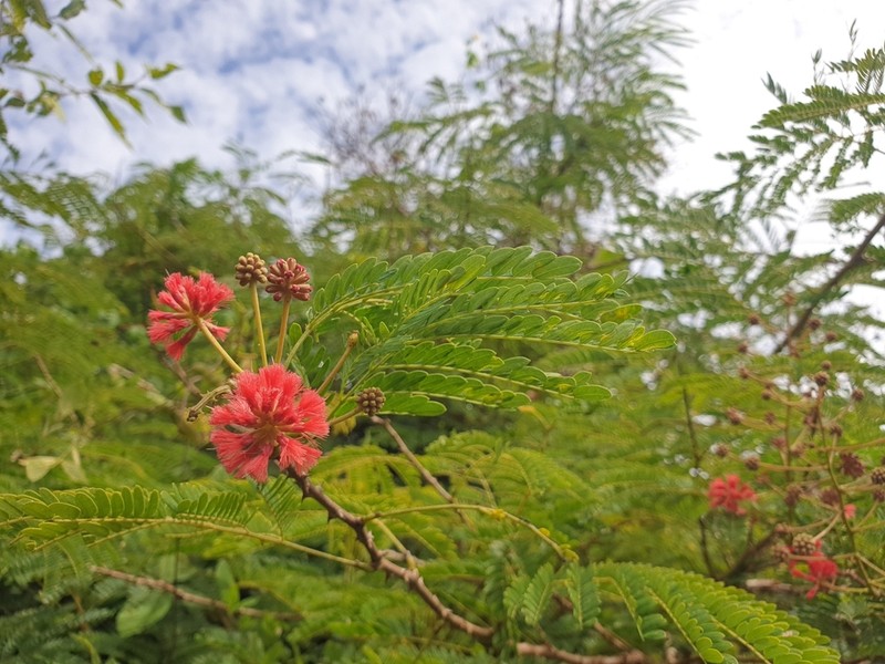 Senegalia sakalava
