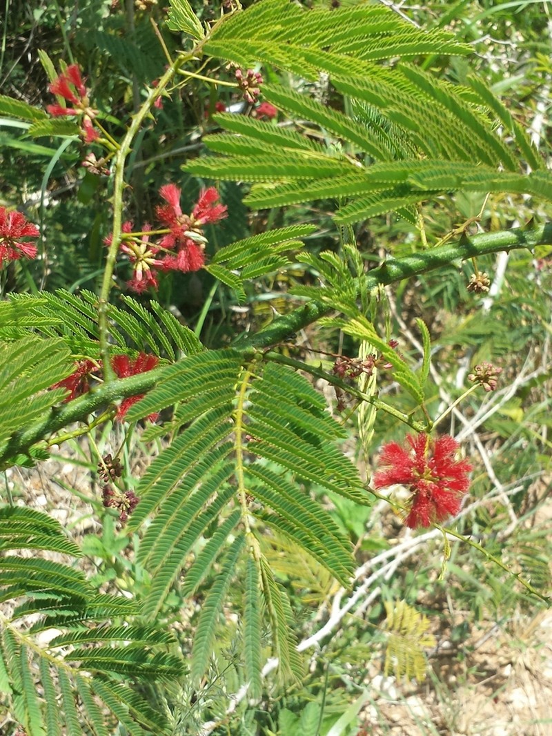 Senegalia sakalava photo 2