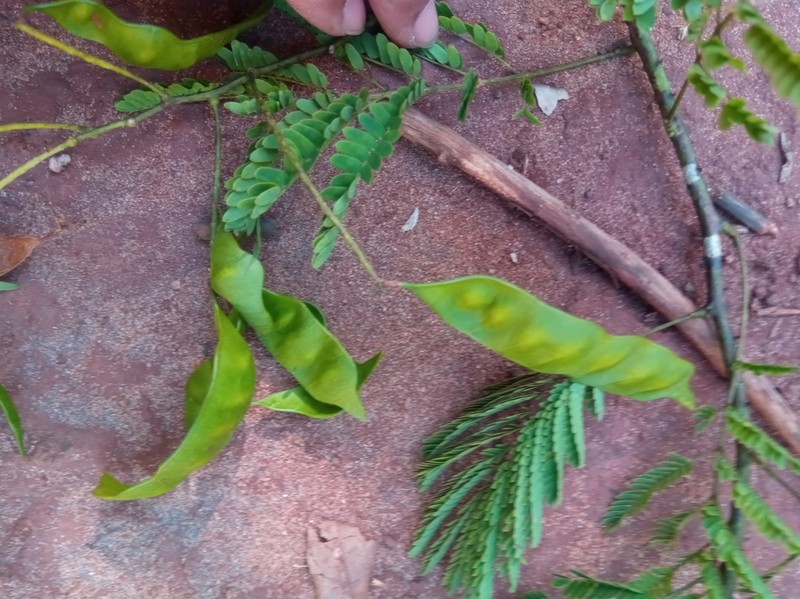 Senegalia sakalava photo 3