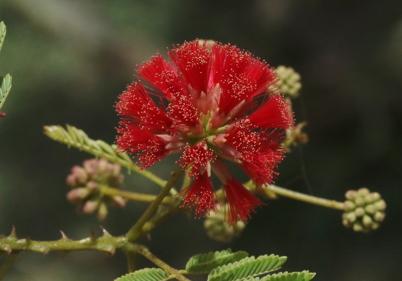 Senegalia sakalava photo 5