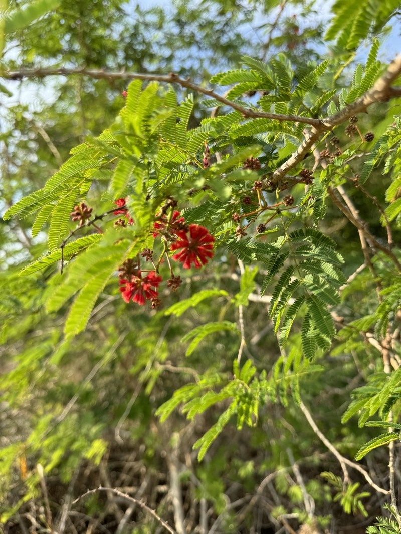 Senegalia sakalava photo 8