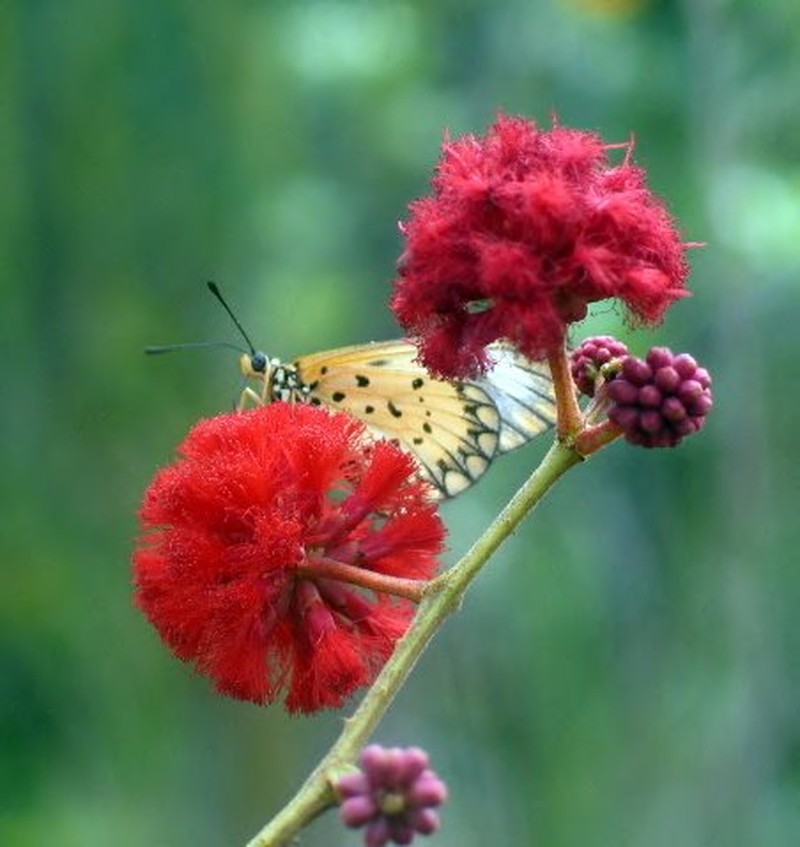 Senegalia sakalava var. sakalava