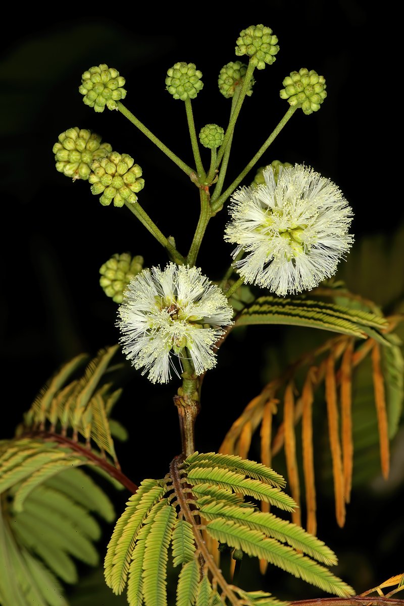 Senegalia schweinfurthii