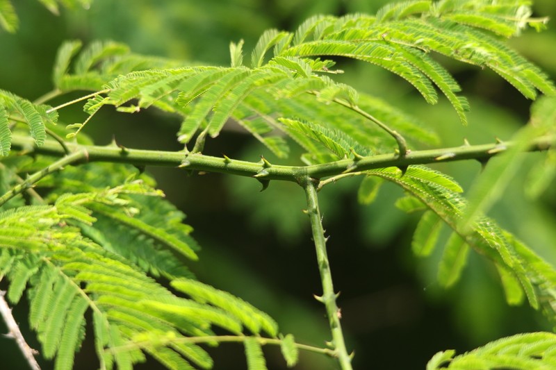 Senegalia schweinfurthii var. schweinfurthii