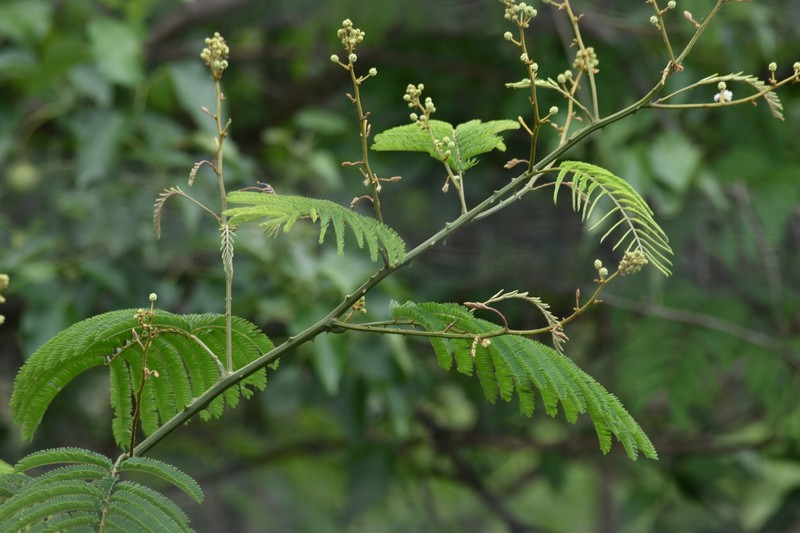 Senegalia schweinfurthii var. schweinfurthii photo 2