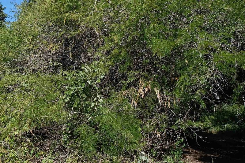Senegalia schweinfurthii var. schweinfurthii photo 3