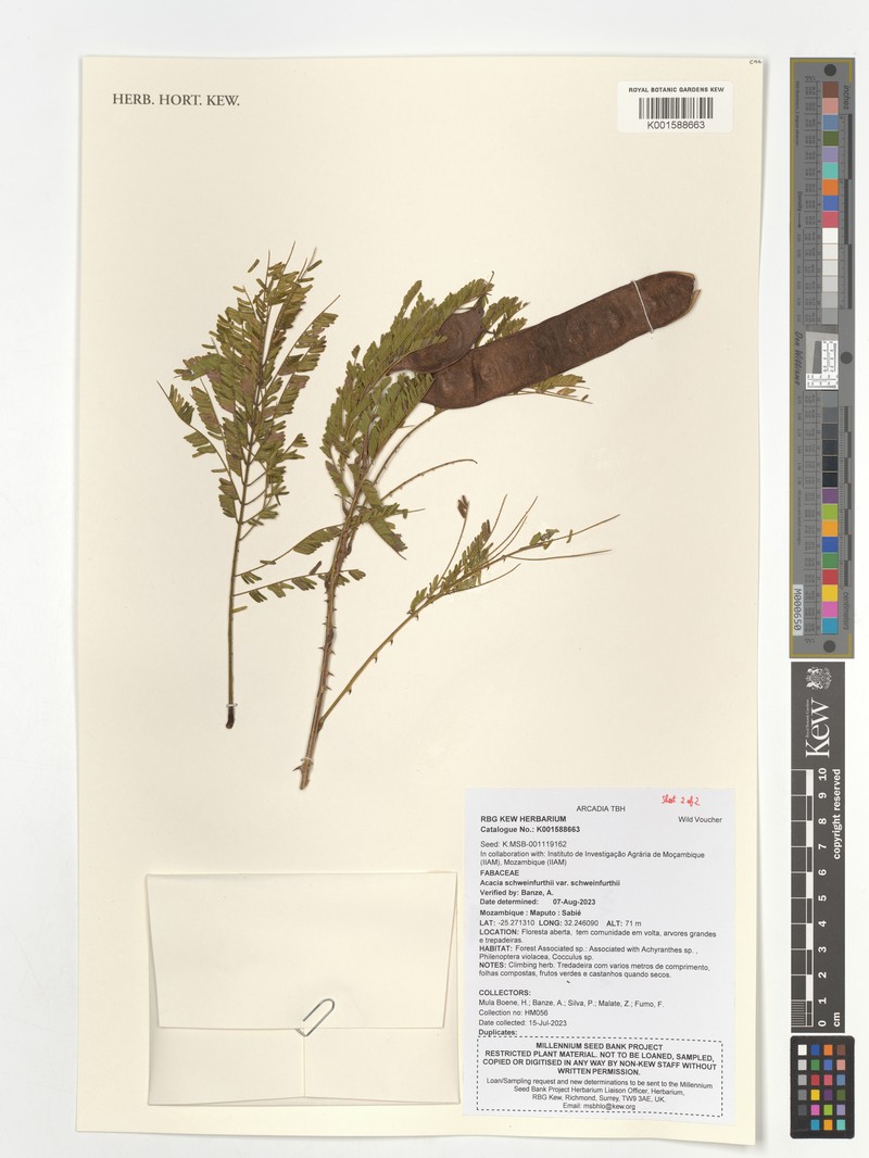 Senegalia schweinfurthii var. schweinfurthii photo 4