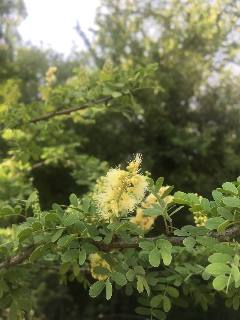 Catclaw Acacia