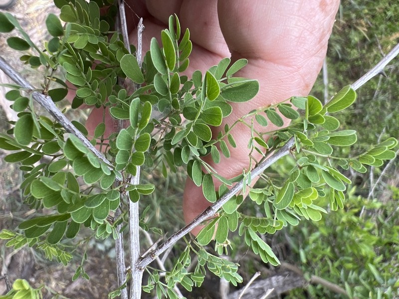 Catclaw Acacia photo 2