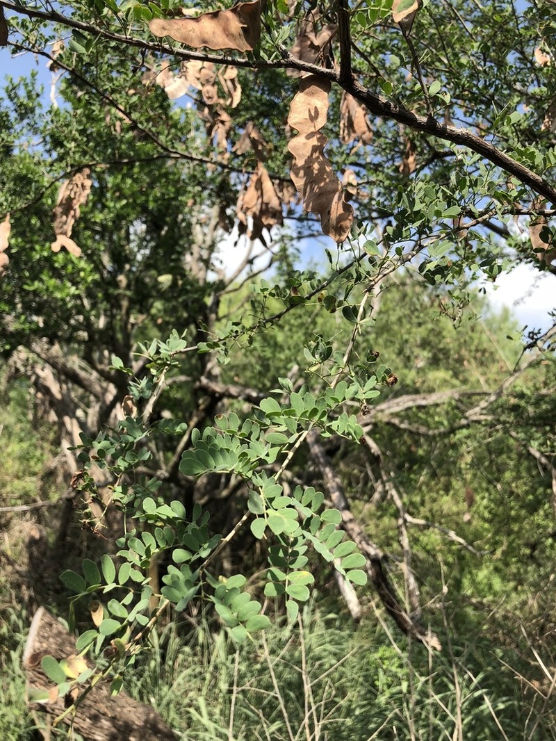 Catclaw Acacia photo 3